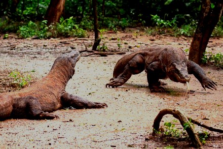 Komodo Village Tour